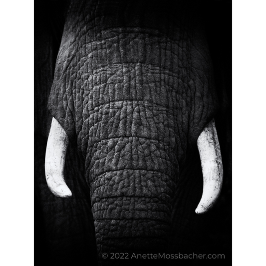 Anette Mossbacher - Elephant Tusks