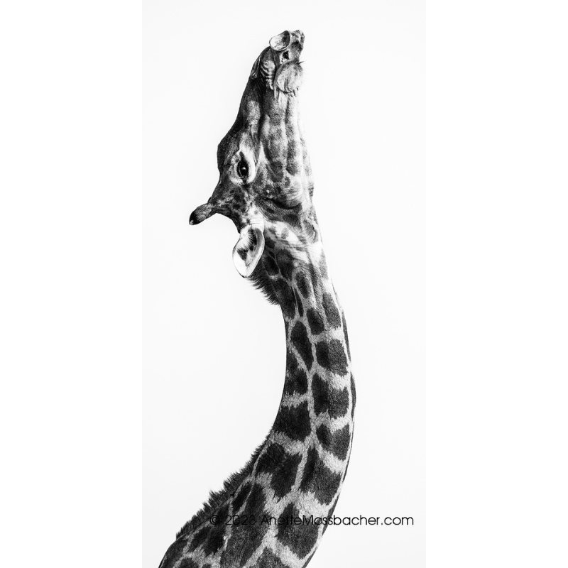 Anette Mossbacher - Giraffe bone_2