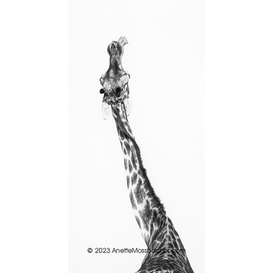 Anette Mossbacher - Giraffe bone_4