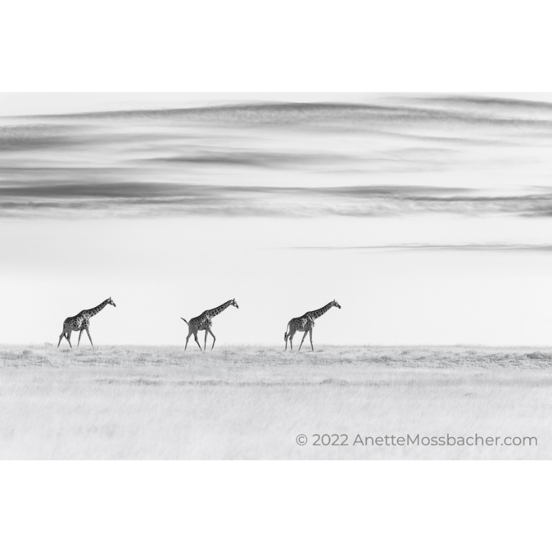 Anette Mossbacher - Giraffe walking the desert