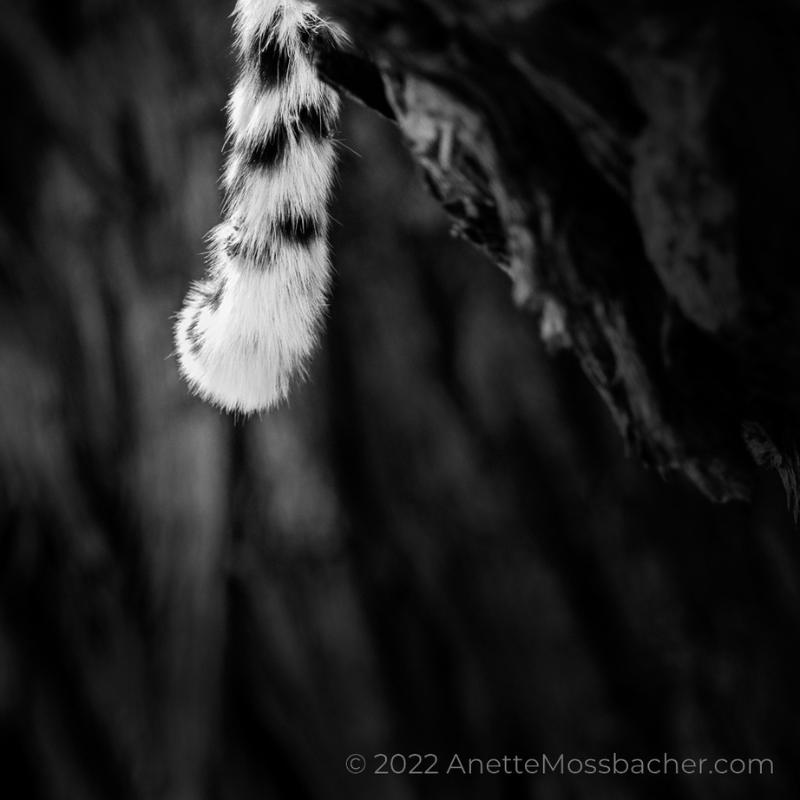 Anette Mossbacher - Leopard Tail